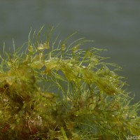 Utricularia aurea Lour.